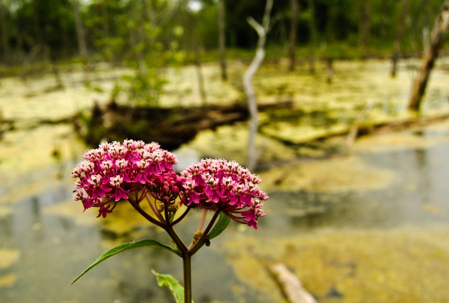 The Swamp and The Milkweed